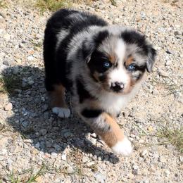 Venture - Blue merle male Australian Shepherd puppy in Falcon, Missouri from www.maubachranch.com