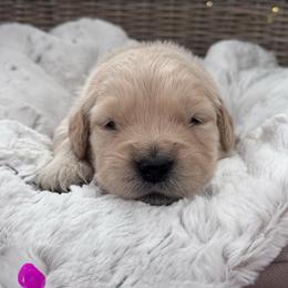 Pink Girl - Golden female Golden Retriever puppy in Silver Lake, Indiana from Seven Hills Goldens