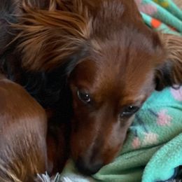 Dachshunds from Mountain Thyme Homestead