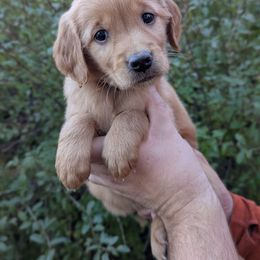 Yellow collar girl - Dark golden female Golden Retriever puppy in Utah from Deseret Peak Goldens