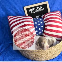 Cashew - Fawn (Isabella) male Dachshund puppy in Rosanky, Texas from Sandy Creek Miniature Dachshunds
