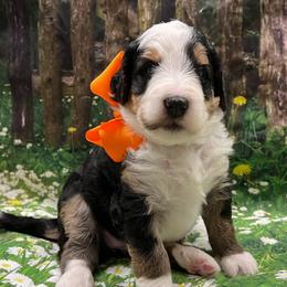 Sally Orange Girl - Tri-color female Bernedoodle puppy in The Woodlands, Texas from Gracie's Goldendoodles and Bernedoodles