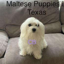 Melody - Maltese