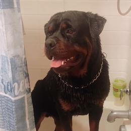 Shadow  - Rottweiler