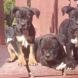 "Ru x Abby litter " American Pit Bull Terrier Puppies from BlueRose Kennel