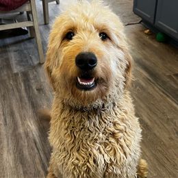 Honey - Goldendoodle