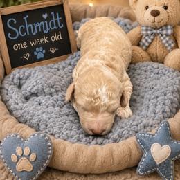Schmidt - Apricot male Goldendoodle puppy in North Branch, Michigan from Graceful Miniature Goldendoodles