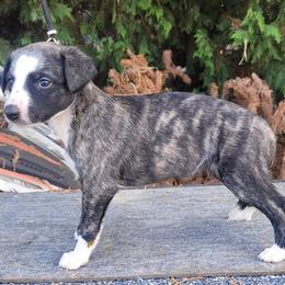 Kainie - Black brindle female Whippet puppy in Goldendale, Washington from Amulet Charm