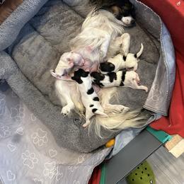 Papillon Puppies from ANTON KOTLJAROV