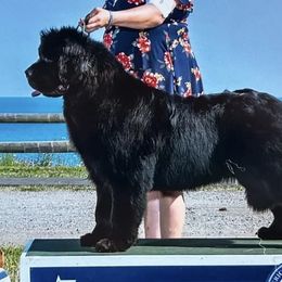 Phantom - Newfoundland