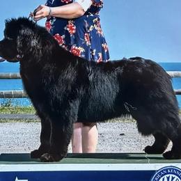 Phantom - Newfoundland