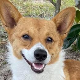 Cardigan Welsh Corgis and Pembroke Welsh Corgis from Spots and Sploots
