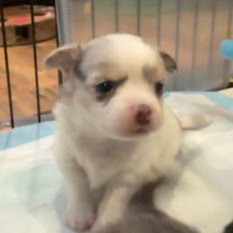 Maverick Boy 1 - Blue and white male Chihuahua puppy in Brooklyn, Connecticut from Ladybug Chihuahuas