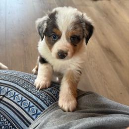 Jake - Blue merle male Miniature Australian Shepherd puppy in Westminster, New Hampshire from Smokin Gun Aussies