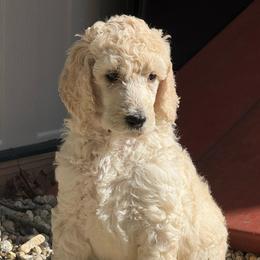 Girl 1 - Cream female Poodle puppy in Walpole, Massachusetts from Harborstone Poodles and Terriers