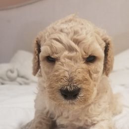 Poodle Puppies from S&L Missouri Standard Poodles LLC