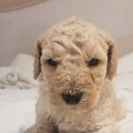 Poodle Puppies from S&L Missouri Standard Poodles LLC