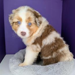 Quinn5Boy1- RMM,NBT, blue eyes likely, CHIC-OFA-DNA-AKC Titled Parents - Red merle male Australian Shepherd puppy in South Hill, Virginia from Silverside Aussies LLC