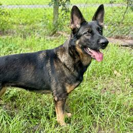 Nikita - German Shepherd