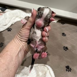 BMM- blue (Name TBD) - Blue merle male Australian Shepherd puppy in Hayward, California from Grissom’s Aussies