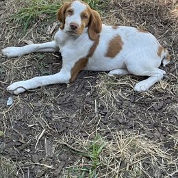 Boy 1 - Orange and white male Brittany puppy in Carson, Washington from Wind Mountain Kennels