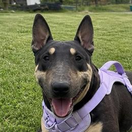 Effy - Bull Terrier