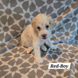Red - Brown and white male Bernedoodle puppy in Columbia, Illinois from Hillcastle Breeders