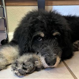 Bernedoodle Puppies from Beary Sweet Doodles
