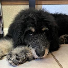 Bernedoodle Puppies from Beary Sweet Doodles