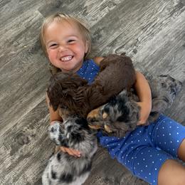 Dachshund Puppies from Hoosier Doxies