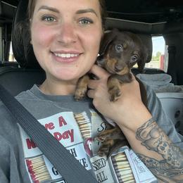 Australian Shepherd and Dachshund Puppies from Paisley’s Prissy Pups