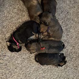 Brussels Griffon puppies from Middletown Dreams