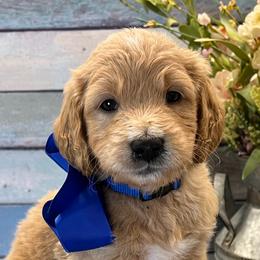 Dasher - Cream male Goldendoodle puppy in The Woodlands, Texas from Gracie's Goldendoodles and Bernedoodles