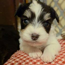 Sprout (tricolor possible blue eyes) - Parti male Miniature Schnauzer puppy in Panama City, Florida from Emerald Coast Schnauzers