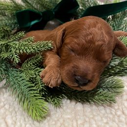 Cavapoo Puppies from SoCal Cavapoos