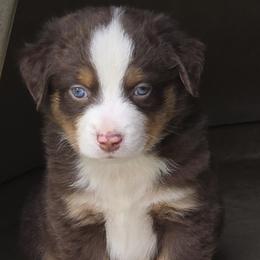 Hangman - Red tri male Miniature Australian Shepherd puppy in Spirit Lake, Idaho from Gemstone Ridge Mini Aussies