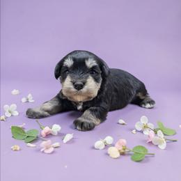 Black-silver Female - Black and silver female Miniature Schnauzer puppy in Houston, Texas from Haughton Farm