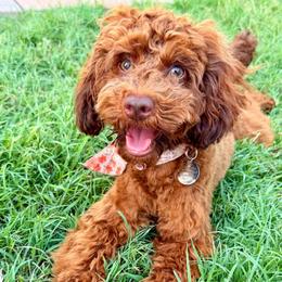 Hazel - Poodle