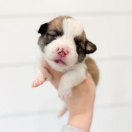 Dodo - Green - Red male Pembroke Welsh Corgi puppy in Milan, Georgia from Williams’ Welsh Corgis LLC