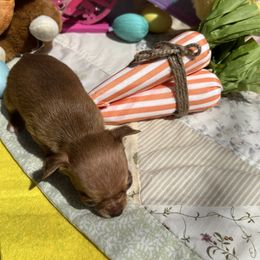 Chihuahua Puppies from CMW Interstellar Kennel
