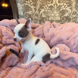 Tiny Dior - Chocolate and white female Chihuahua puppy in Paradise, Texas from Ooh- la-la Poms