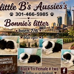 Girl 2 - female Miniature Australian Shepherd puppy in Nashville, Tennessee from Little B’s Aussies