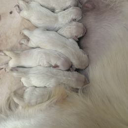 Golden Retriever Puppies from Candy Rock Golden Retrievers