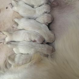 Golden Retriever Puppies from Candy Rock Golden Retrievers