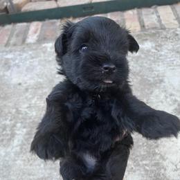 Jacques Black male White collar - Black male Miniature Schnauzer puppy in Temple, Texas from Schnauzers Of Taylor
