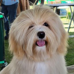 Sammy - Havanese