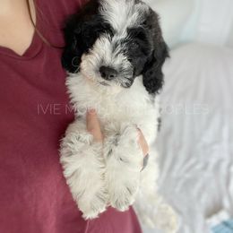 Goldendoodle Puppies from Ivie Mountain Doodles