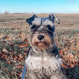 Reba - Miniature Schnauzer