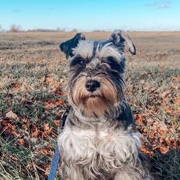 Reba - Miniature Schnauzer