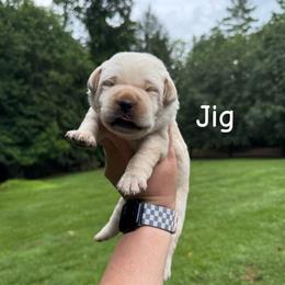 Jig - Yellow male Labrador Retriever puppy in Lenoir, North Carolina from Wooten Retrievers